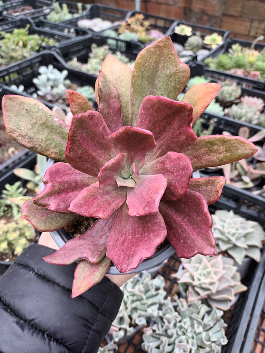 Echeveria Diamond State Monstruosa