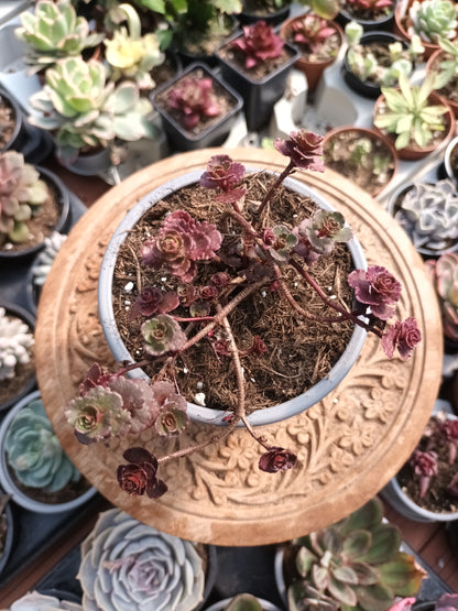 Sedum Red Carpet