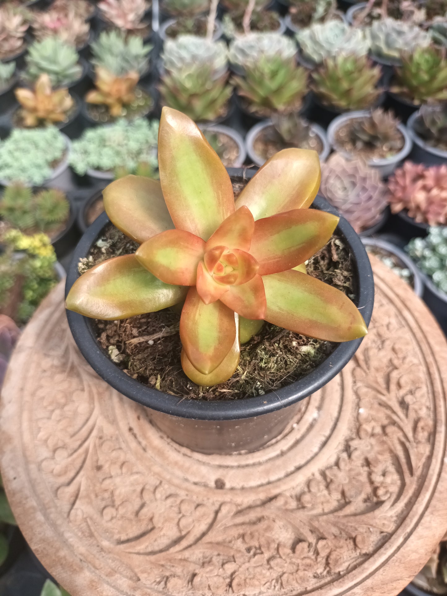 Sedum adolphii 'Orange Delight '