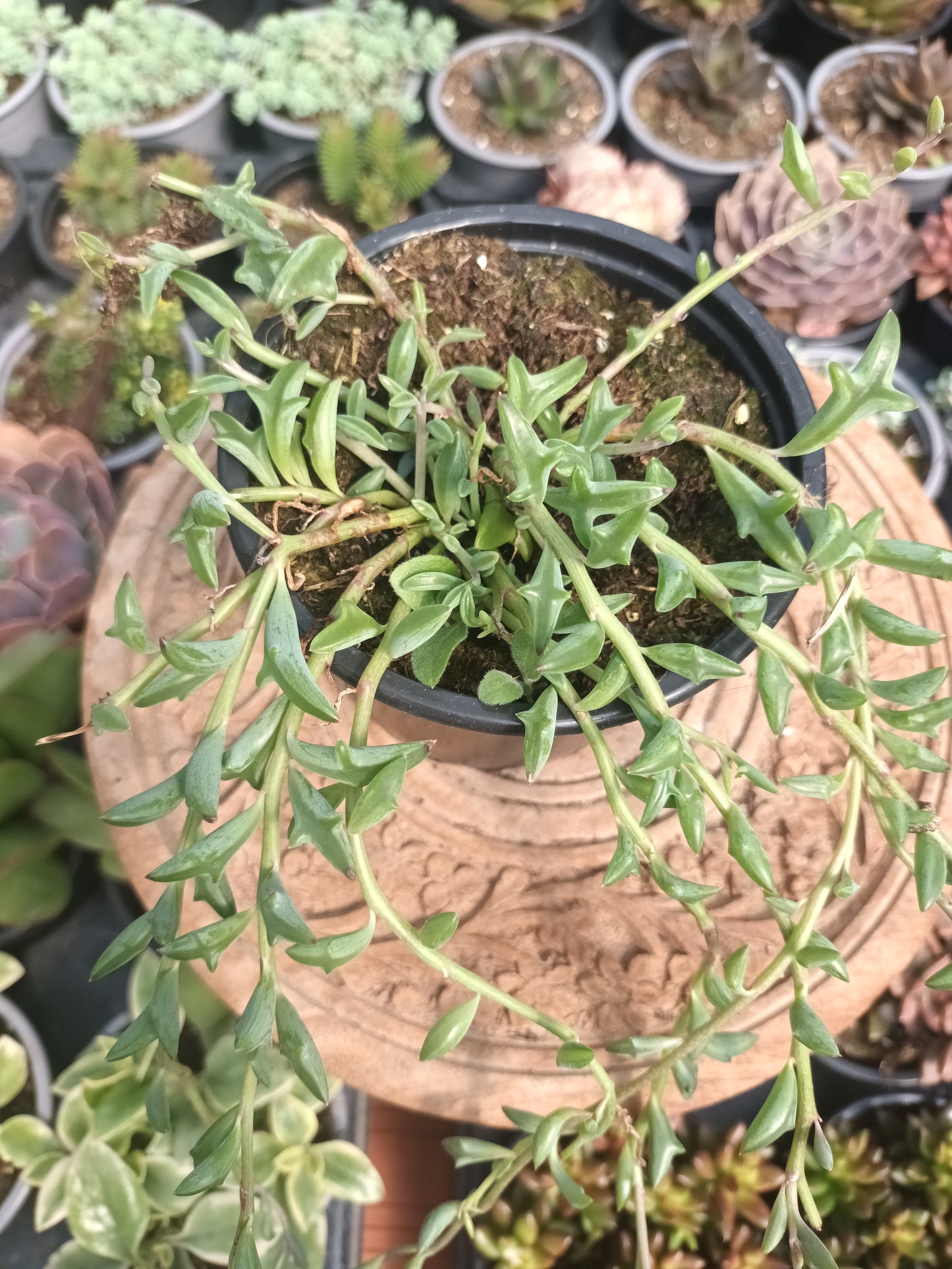 Senecio delfín
