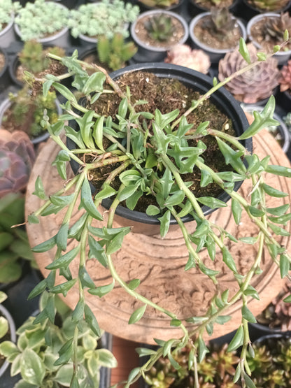 Senecio delfín