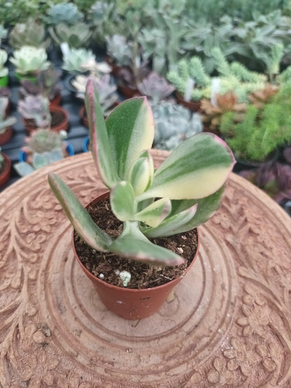 Crassula Ovata Variegata Lemon Lime