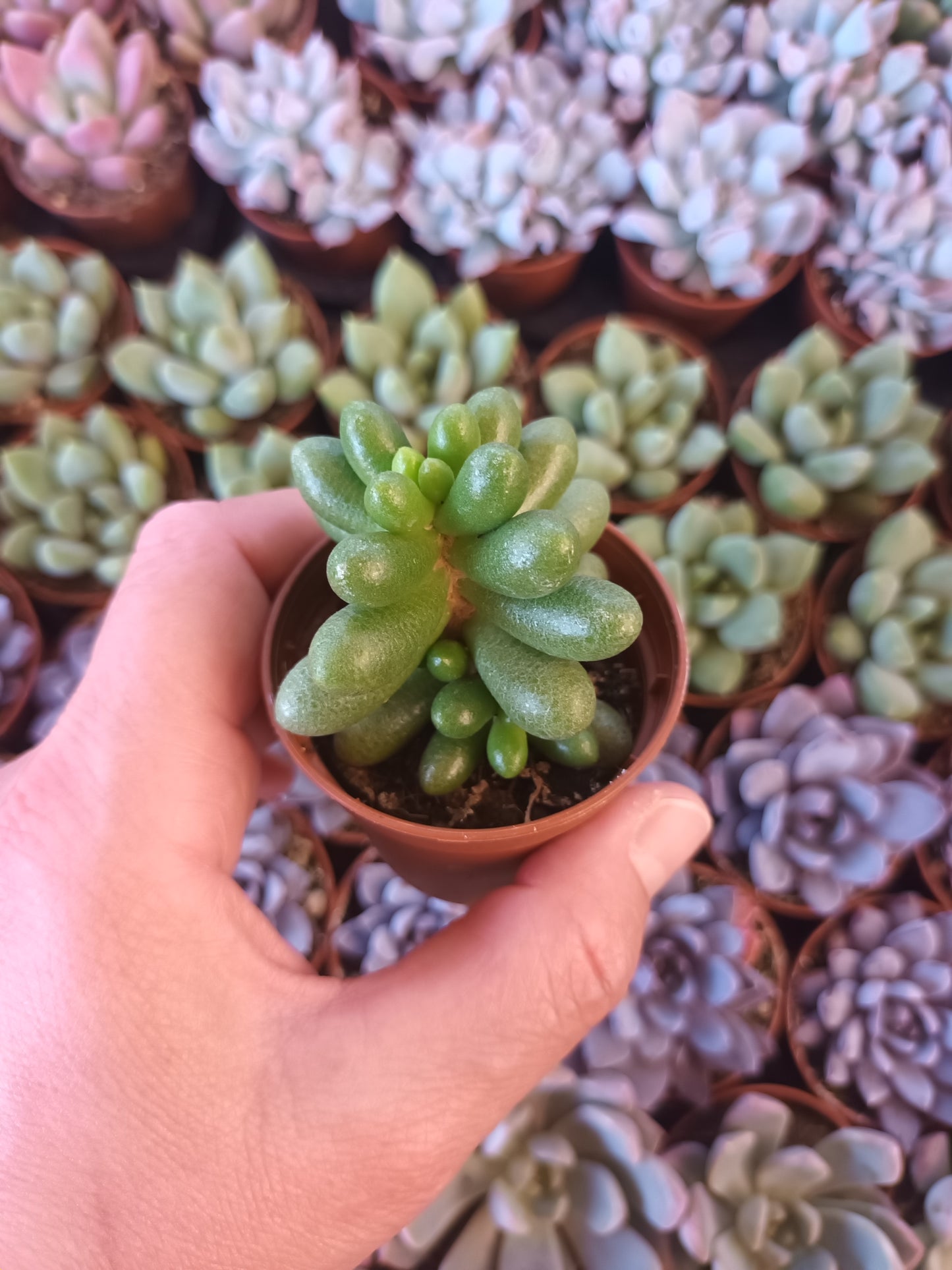 Sedum hernandezii