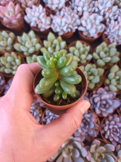 Sedum hernandezii