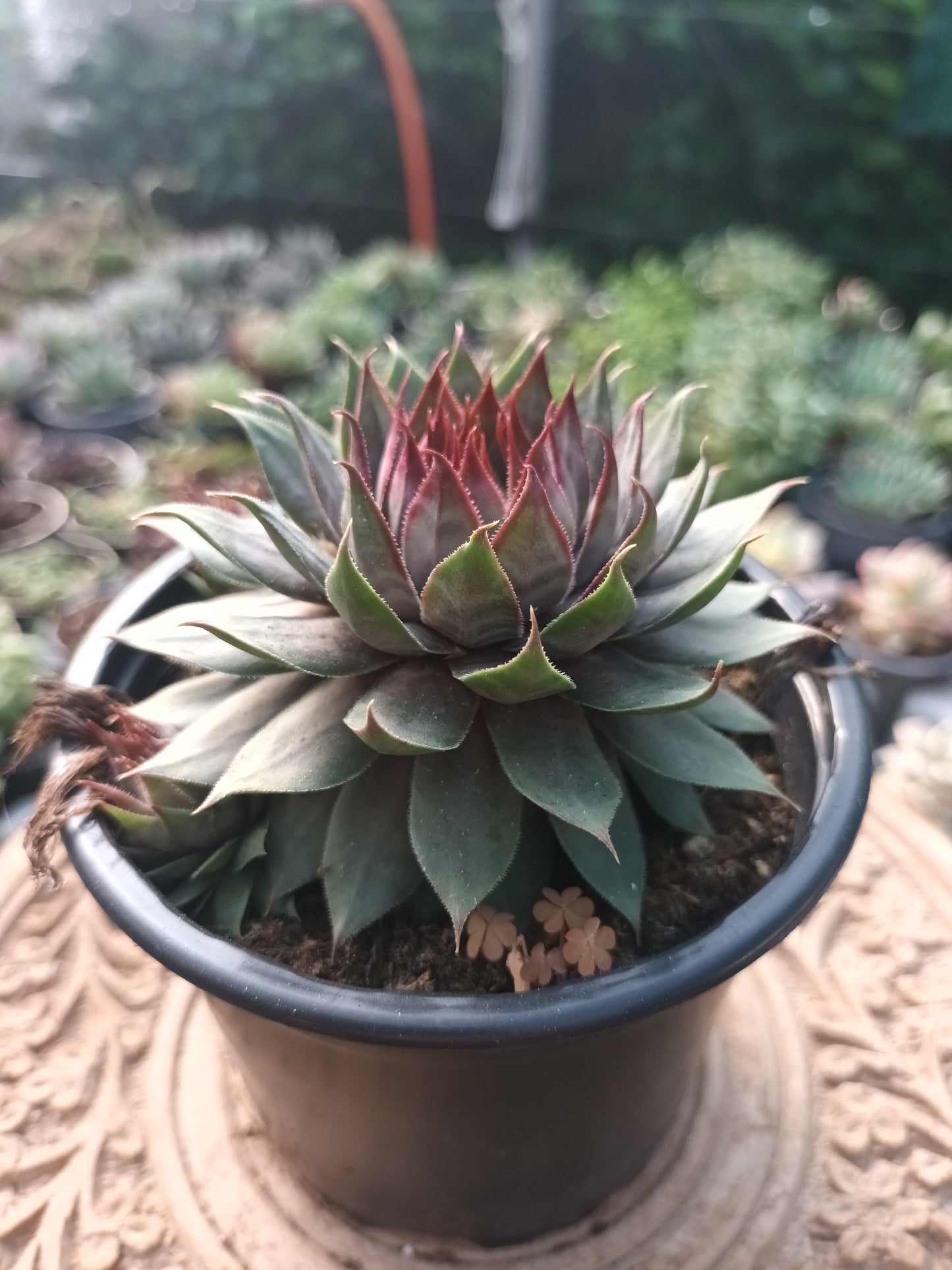 Sempervivum Red Beauty