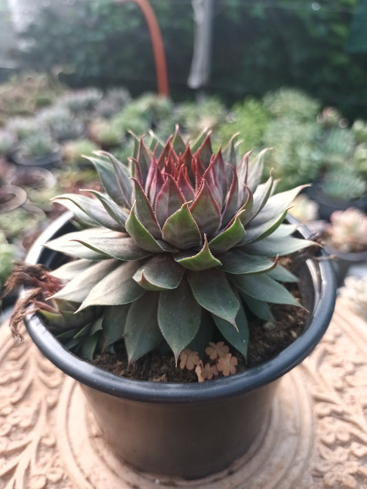 Sempervivum Red Beauty