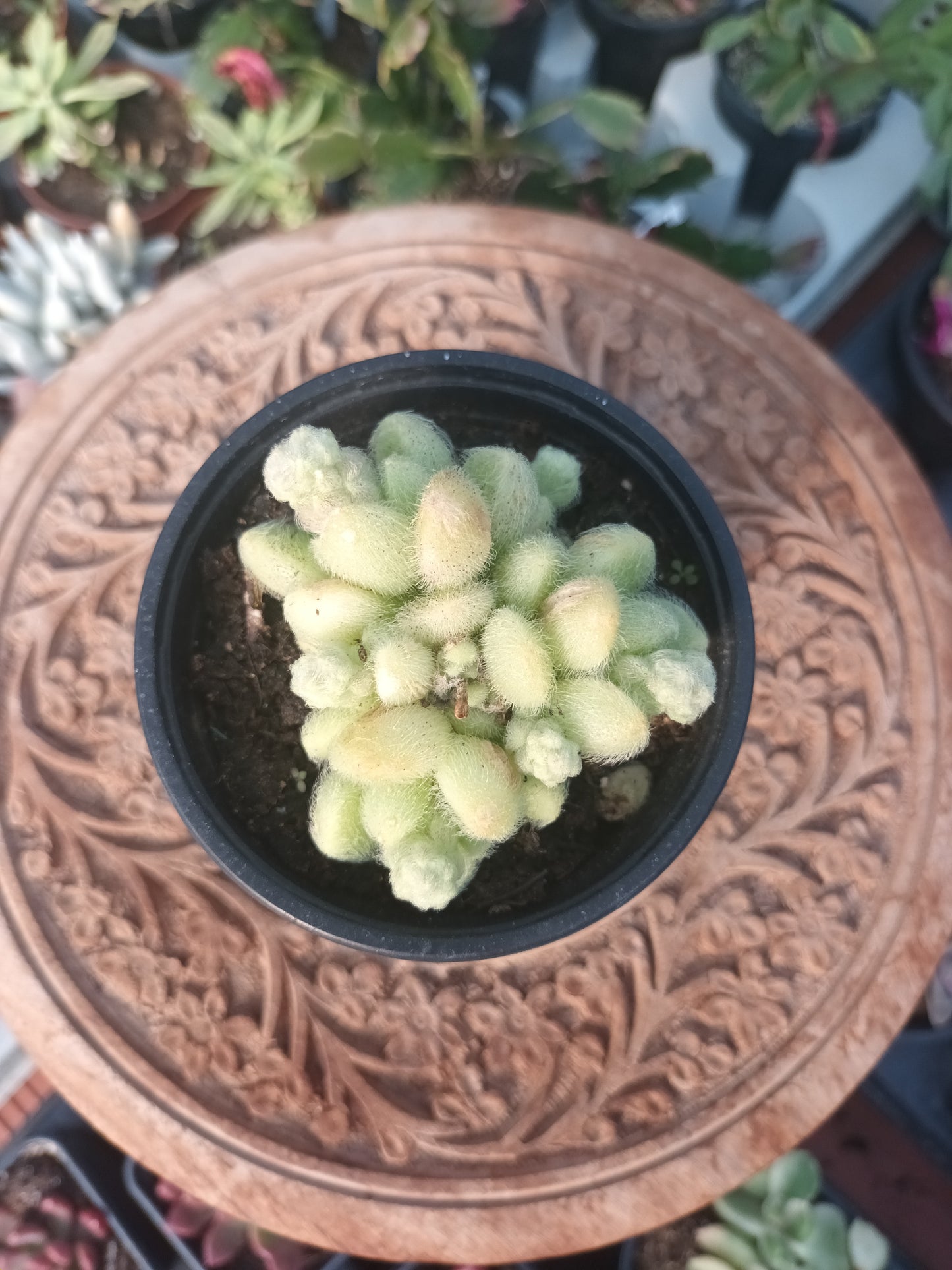 Sedum hintonii