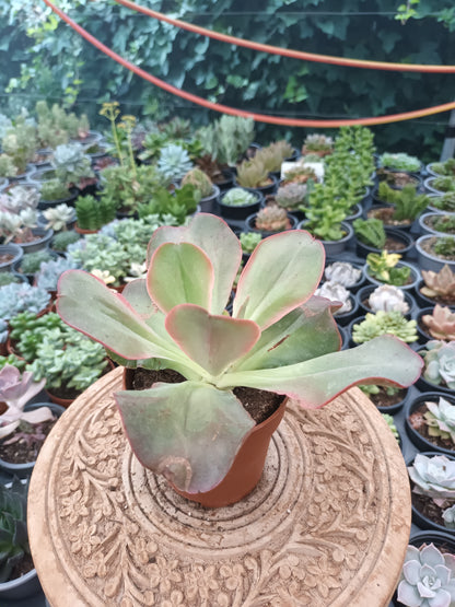 Echeveria Kissing