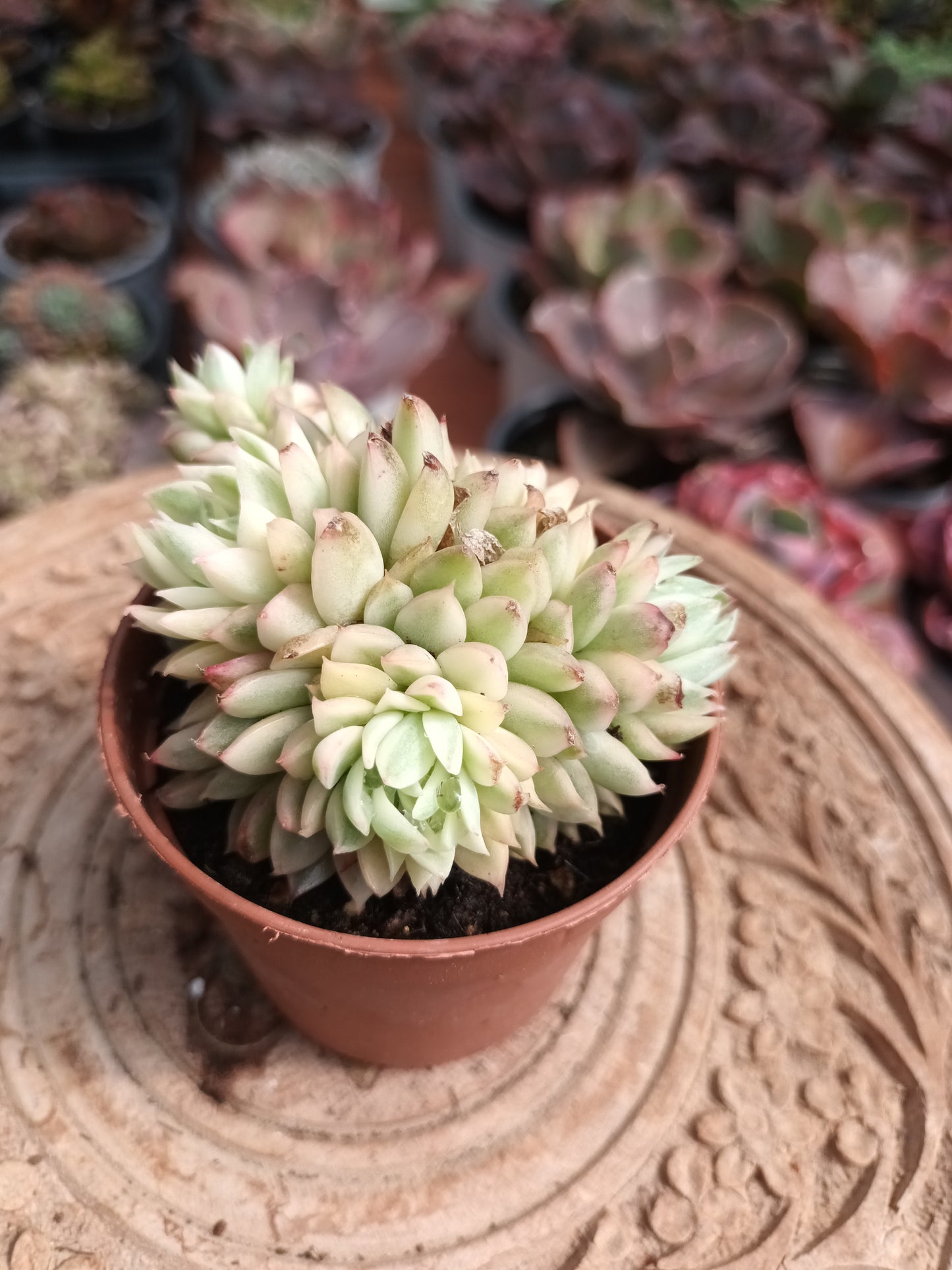 Echeveria mebina variegata