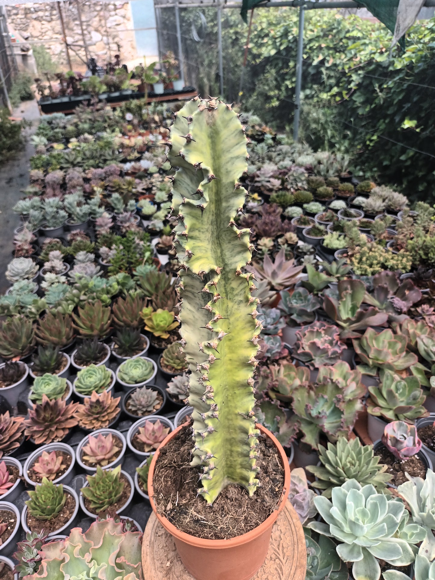 Euphorbia ingens variegata