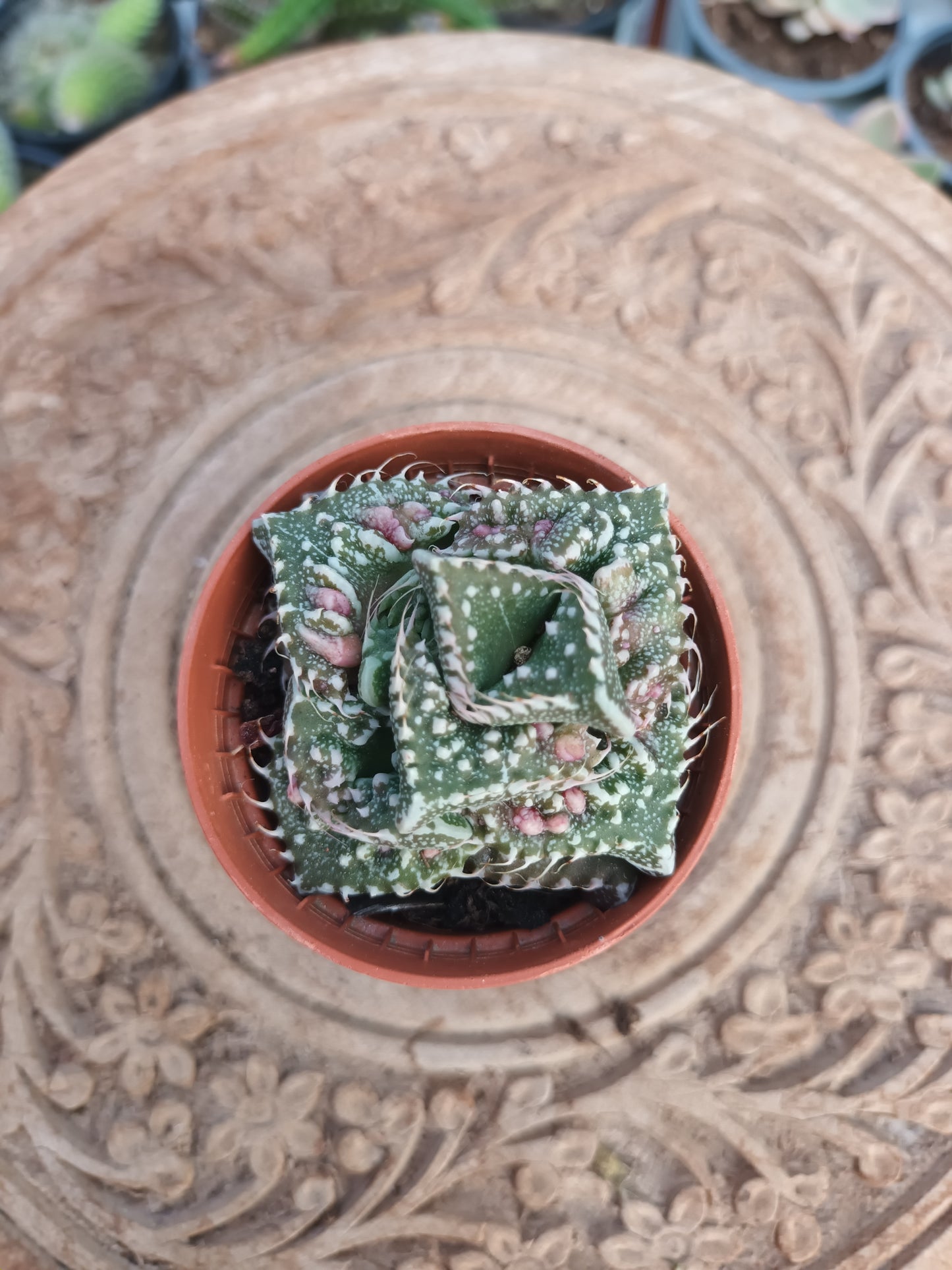 Faucaria tuberculosa monstruosa
