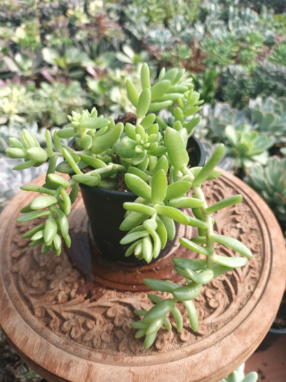 Sedum collar de princesa