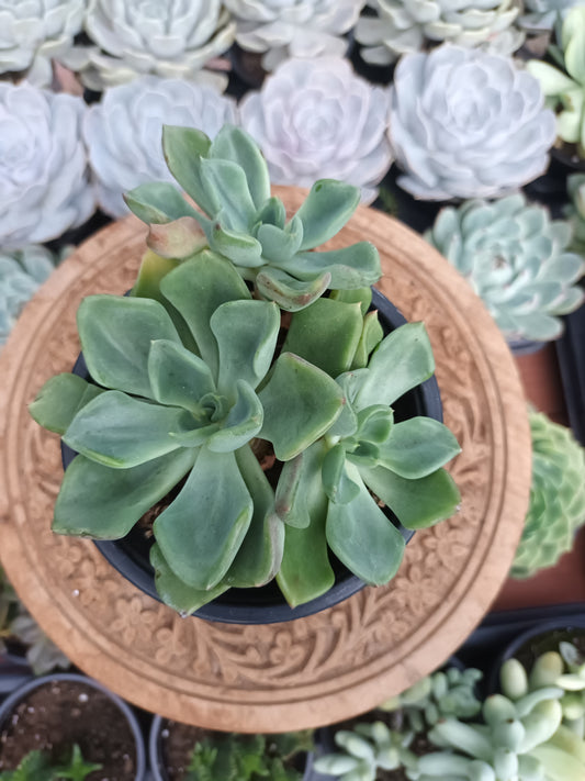 Echeveria setosa var.oteroi