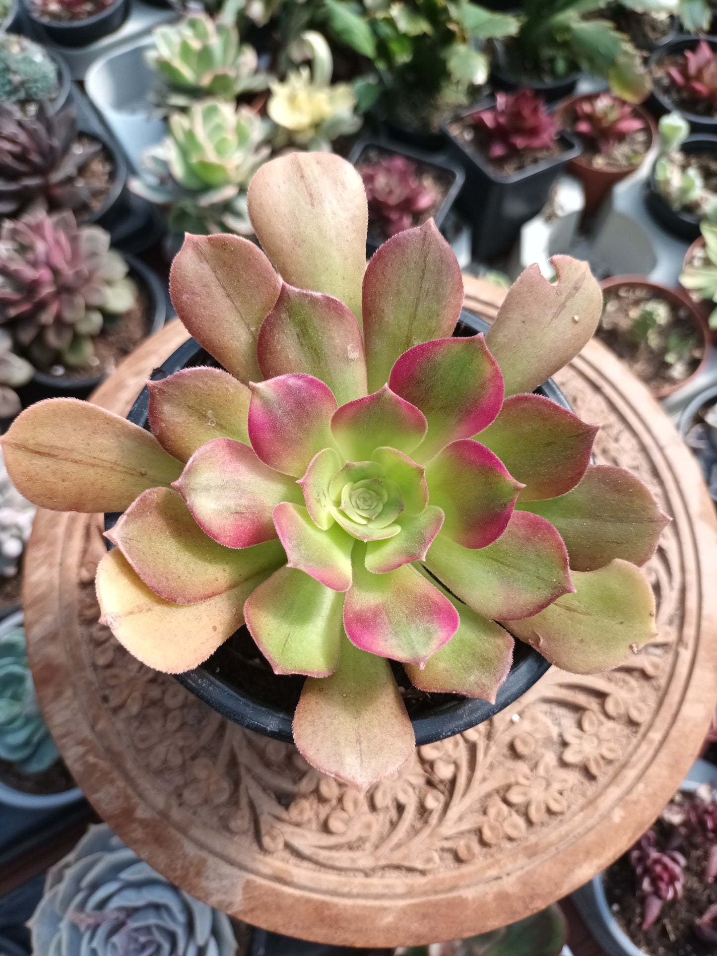 Aeonium athenea