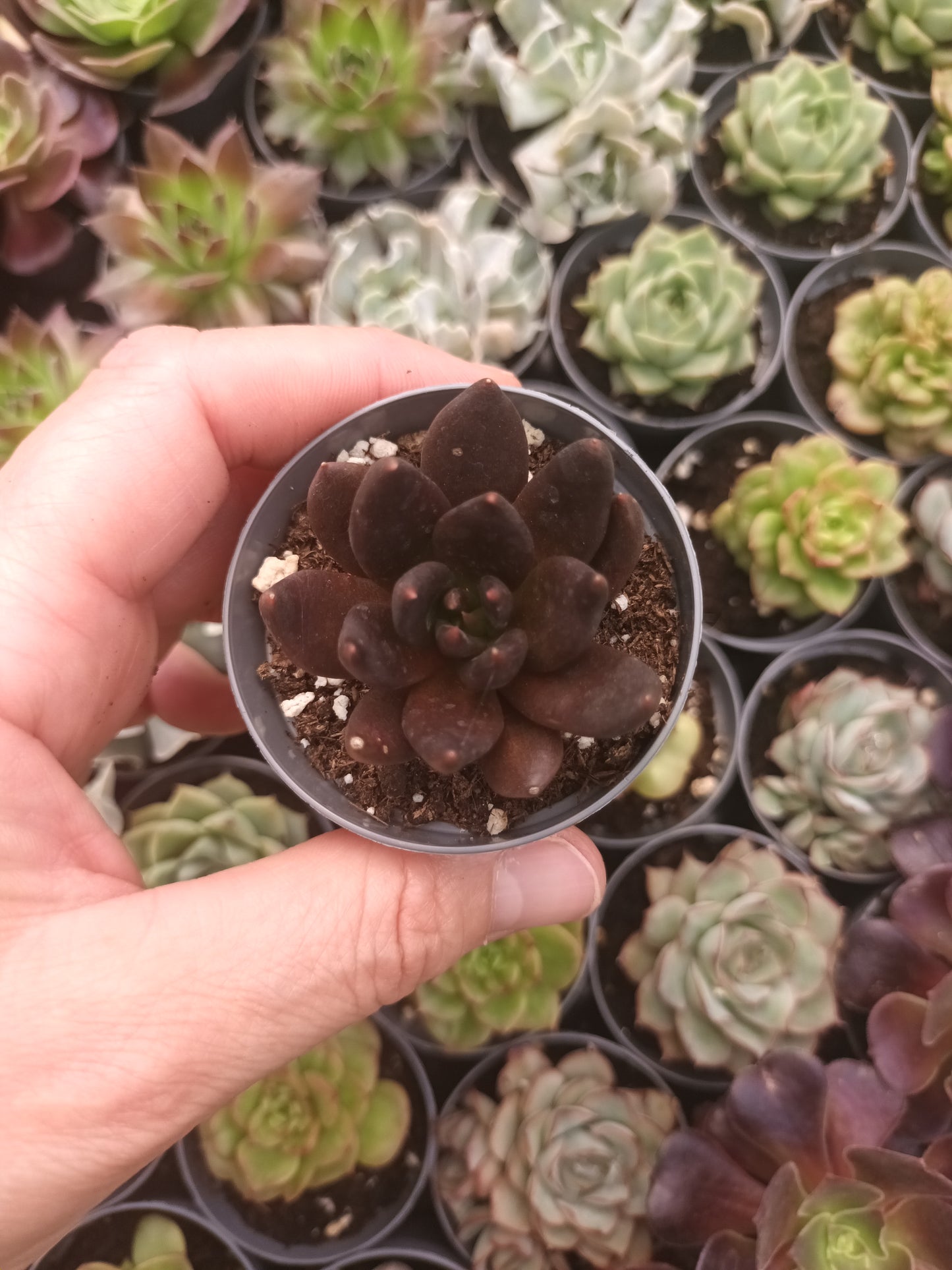 Echeveria affins