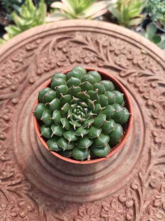 Graptoveria 'Iona'
