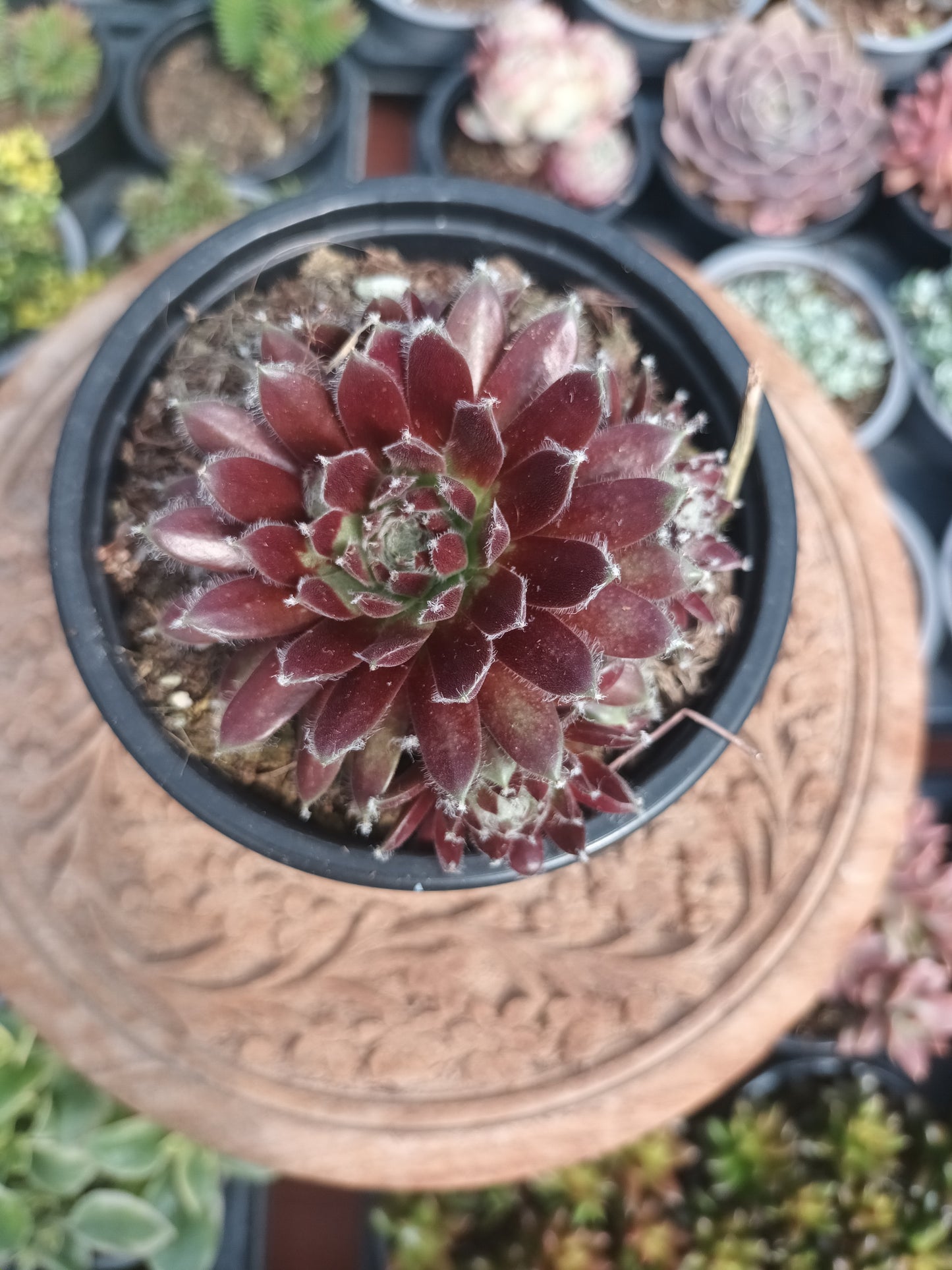 Sempervivum urmina