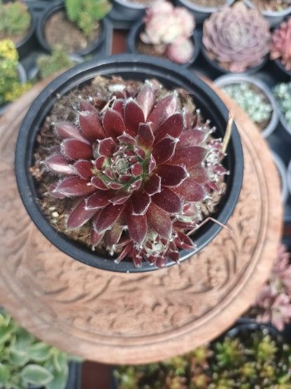 Sempervivum urmina