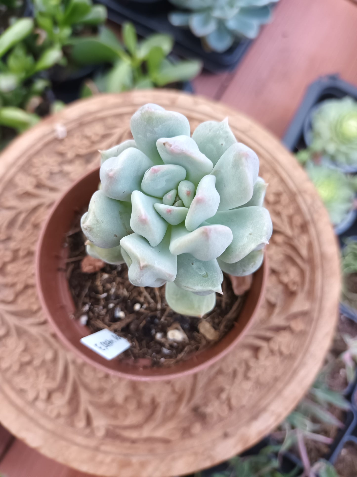 Echeveria Cream Puff