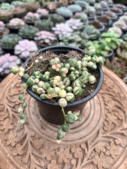 Senecio Rowelyanus Variegata