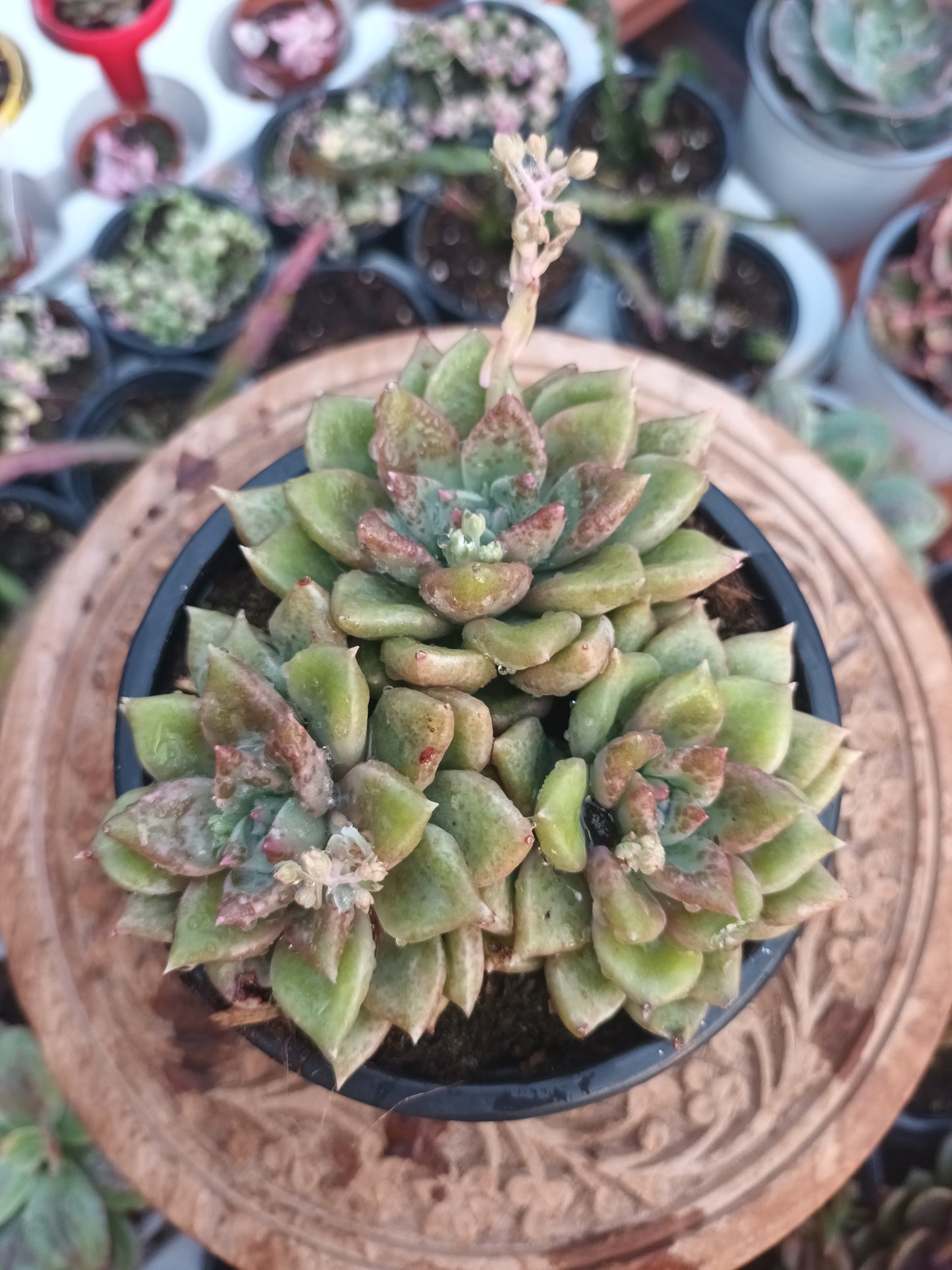 Graptoveria melody