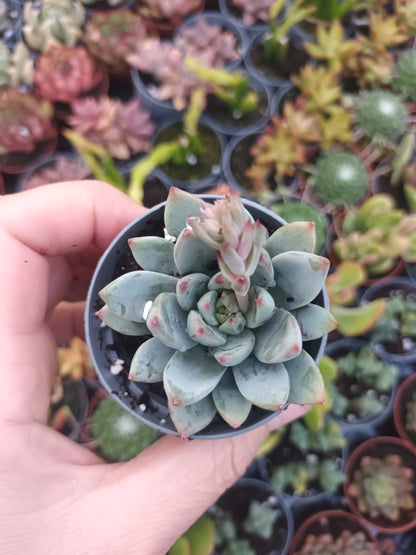 Echeveria yummie