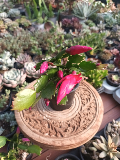 Cactus de Navidad flor fucsia