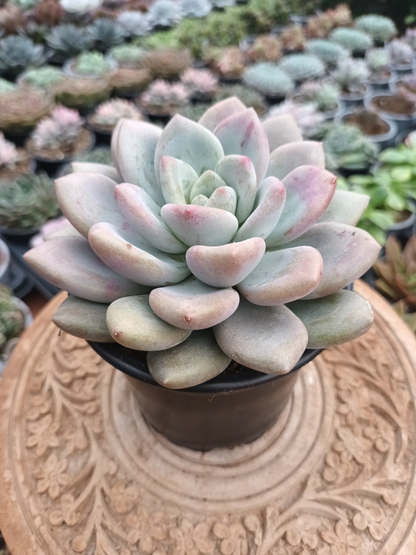 Graptoveria Opalina