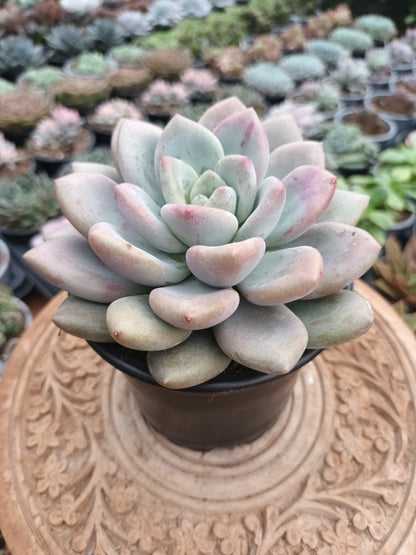 Graptoveria Opalina