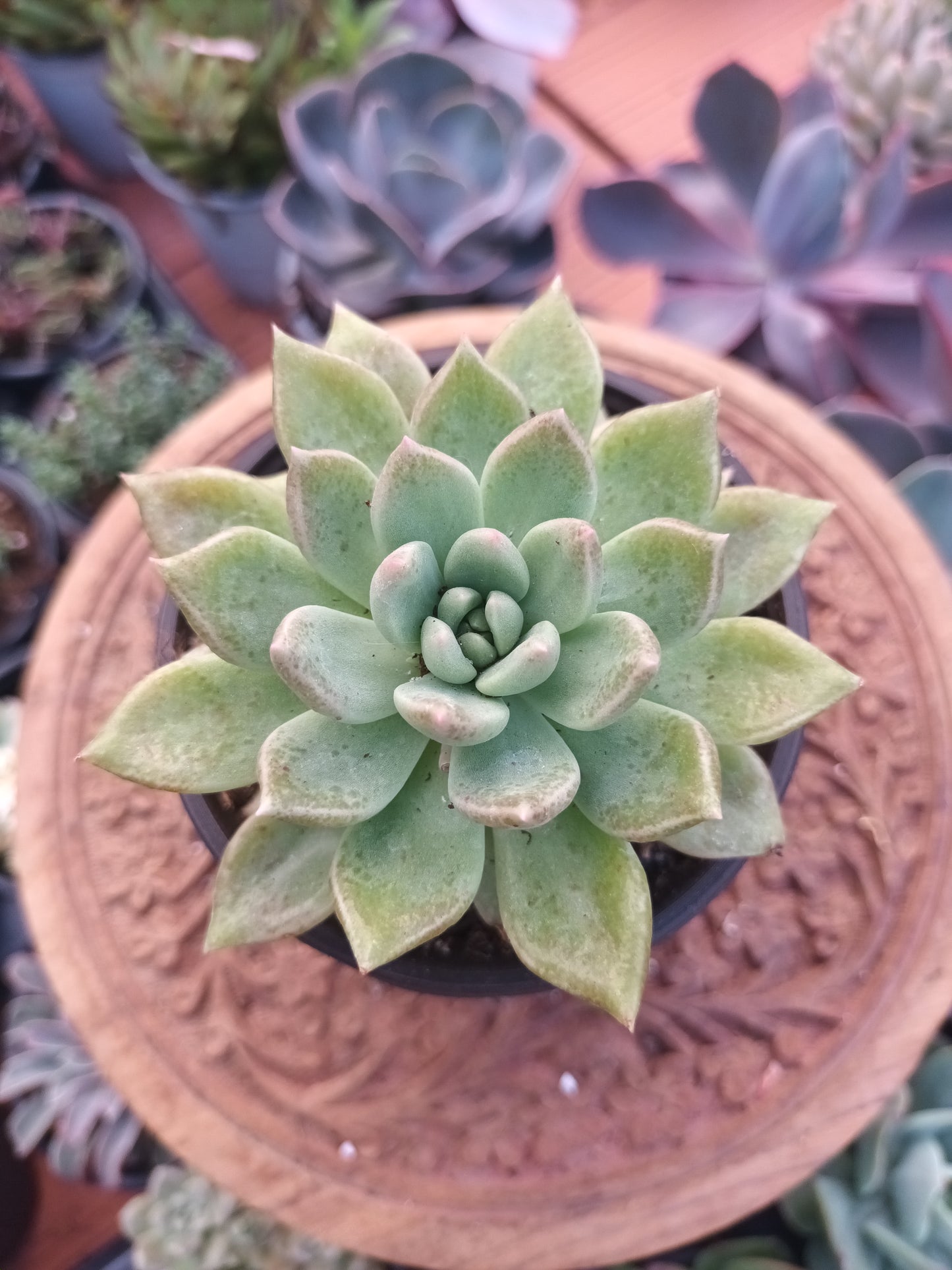 Graptoveria melody