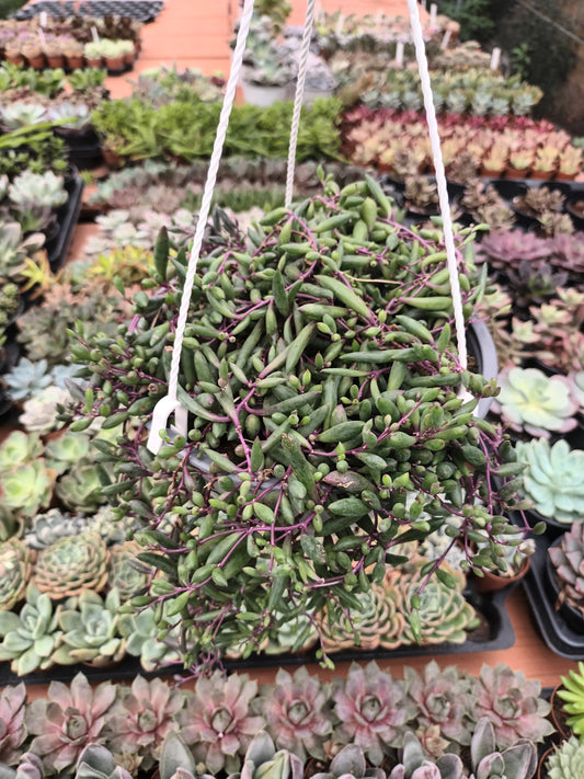 Senecio othonna capensis ruby