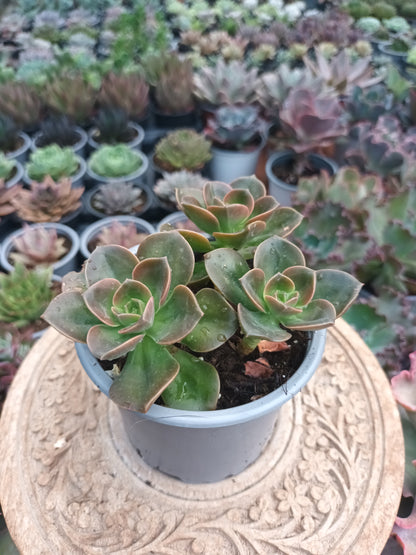Echeveria melaco