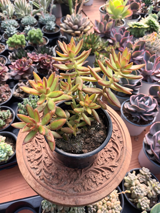 Sedum Nussbaumerianum