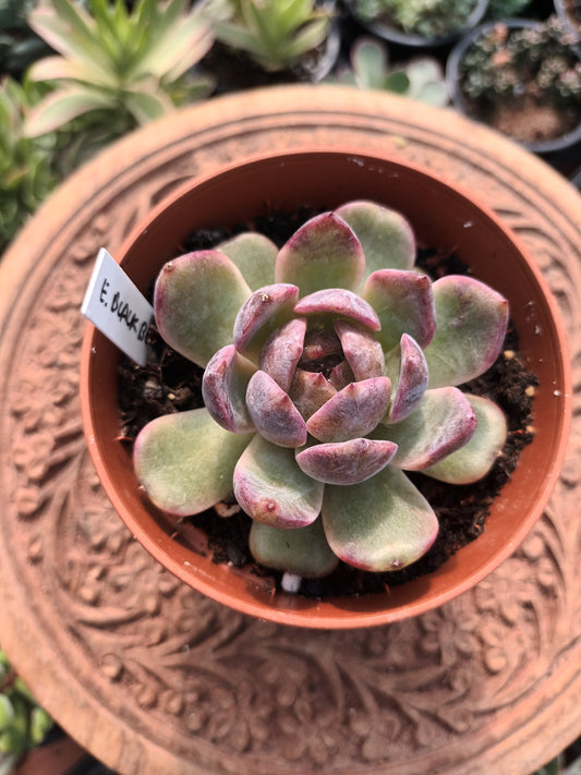 Echeveria Blackberry