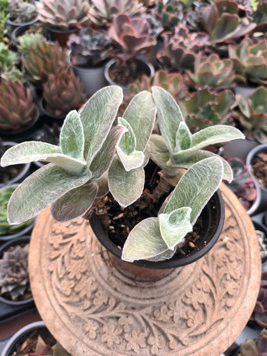 Tradescantia Sillamontana