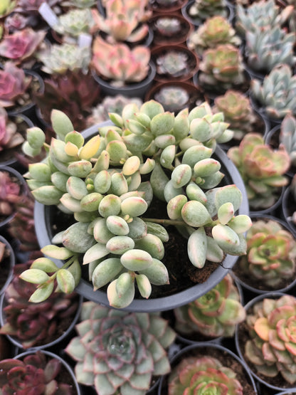 Cotyledon pendens variegata