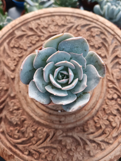 Echeveria canadian