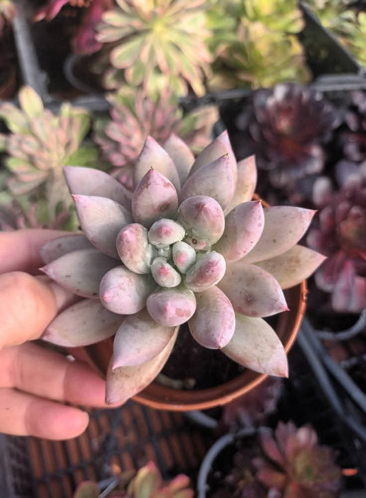 Pachyveria spp
