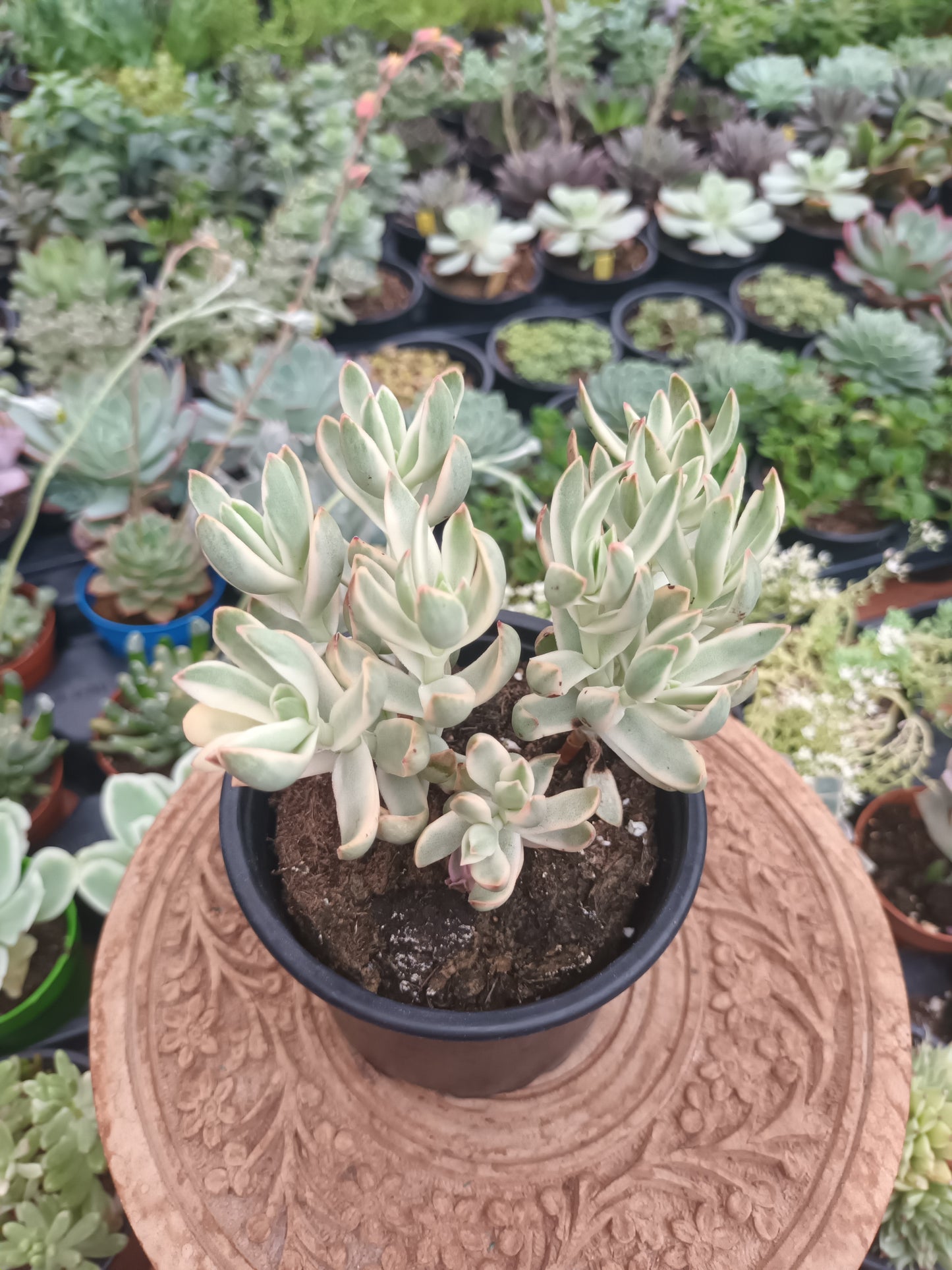 Crassula dejecta variegata