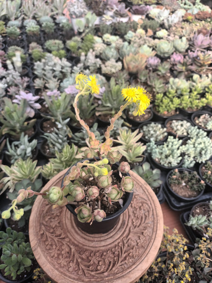 Aeonium saundersii