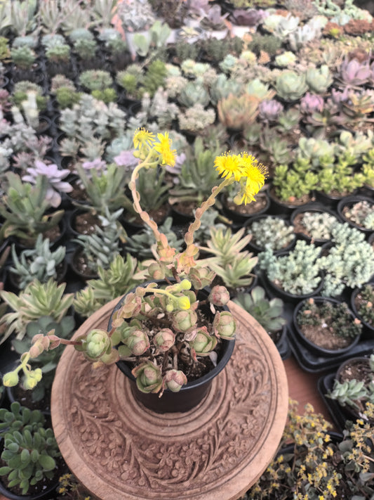 Aeonium saundersii