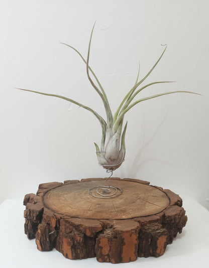 Tillandsia caput medusae - M