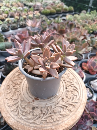 Graptosedum bronce