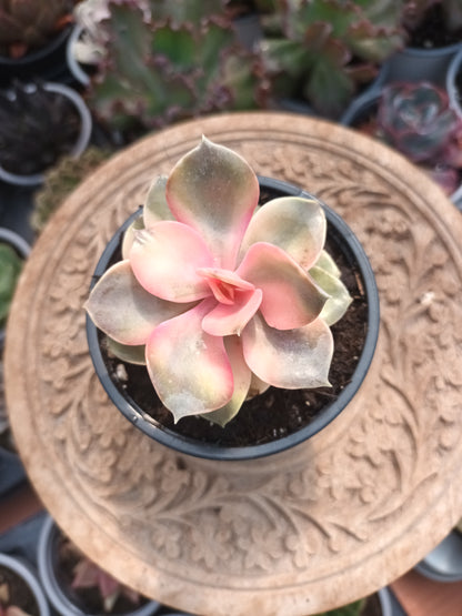 Echeveria rainbow