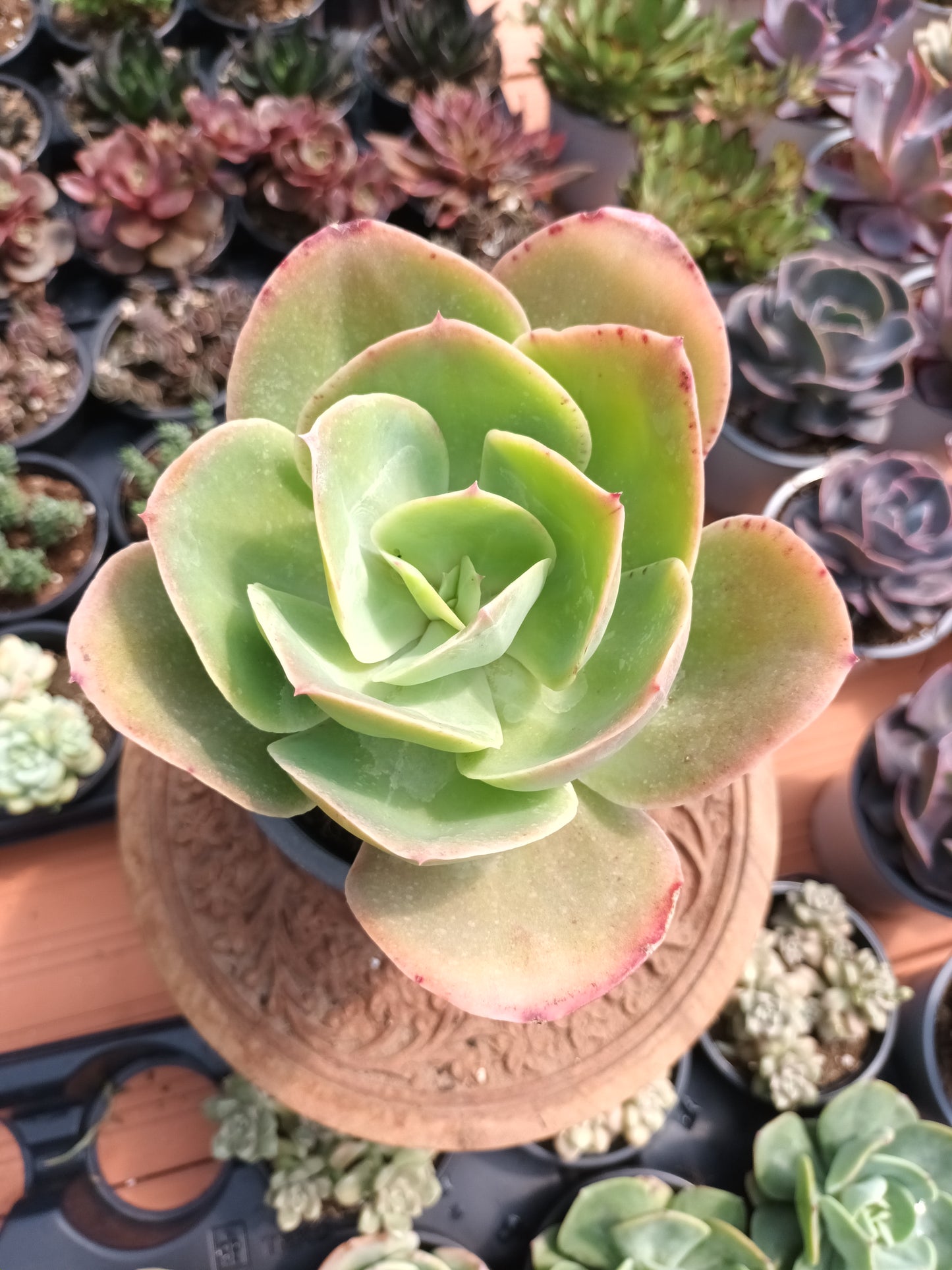 Echeveria Gibbiflora Cuanana Oaxaca