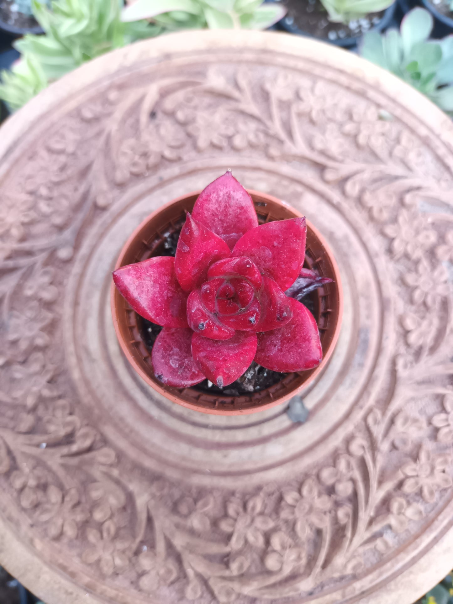 Echeveria agavoides 'Bordeaux'
