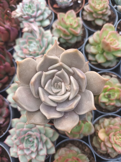 Echeveria Santa Ana