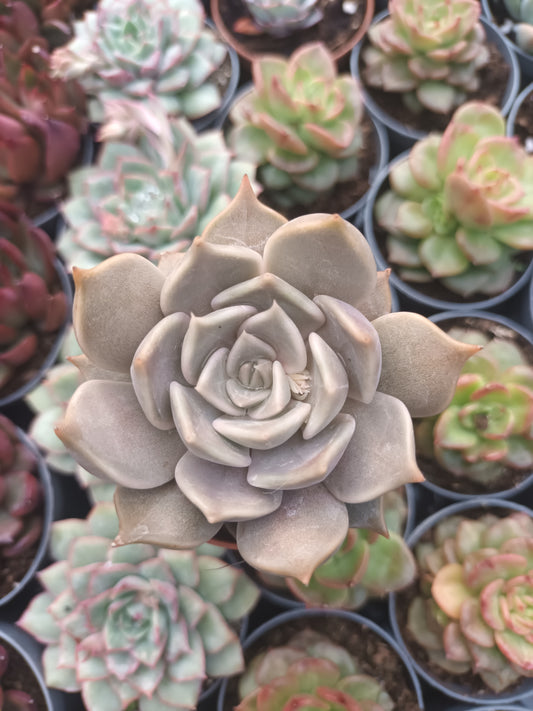 Echeveria Santa Ana