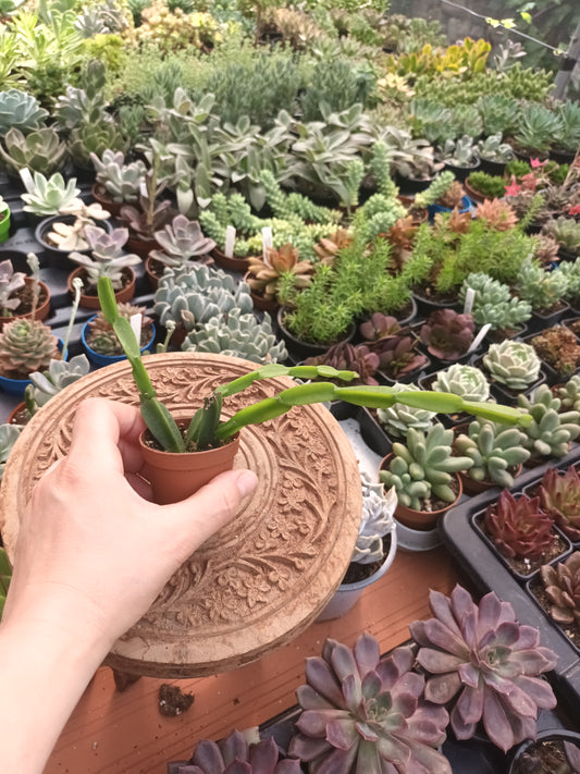 Rhipsalis paradoxa