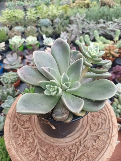 Echeveria Cremeria Ariadne